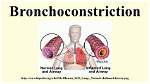 When Does Bronchoconstriction Occur?
