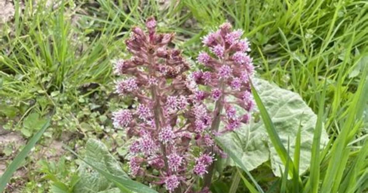 When Does Butterbur Bloom?