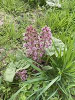 When Does Butterbur Bloom?