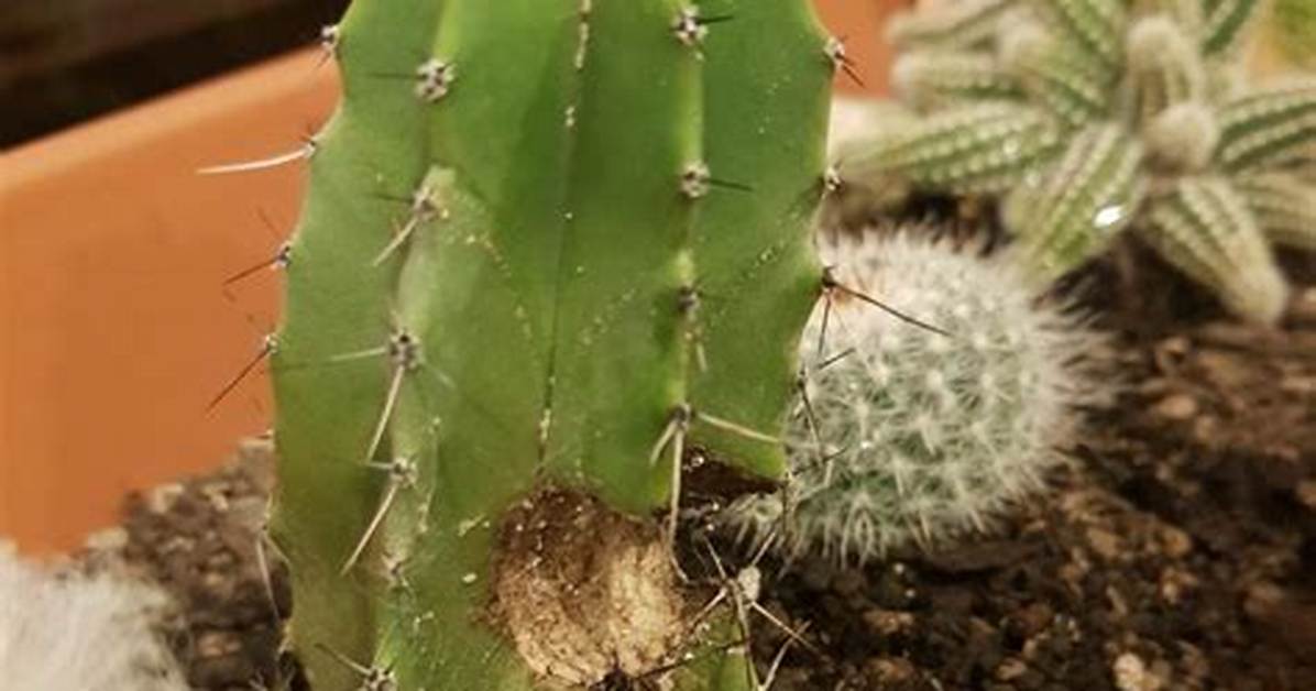 When Does Cacti Come out?