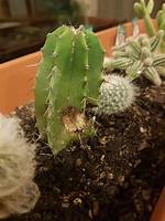 When Does Cacti Come out?