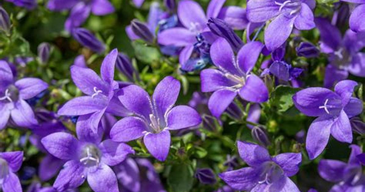 When Does Campanula Flower?