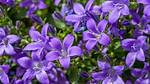 When Does Campanula Flower?