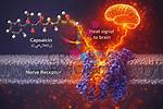 When Does Capsaicin Stop Burning?