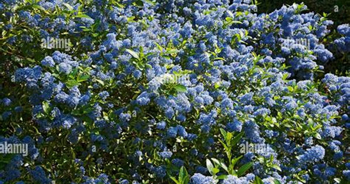 When Does Ceanothus Bloom?