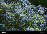When Does Ceanothus Bloom?