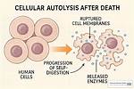 When Does Cell Autolysis Begin?