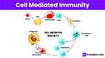 When Does Cell Mediated Immunity Occur?