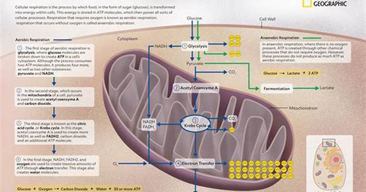 When Does Cellular Respiration Occur