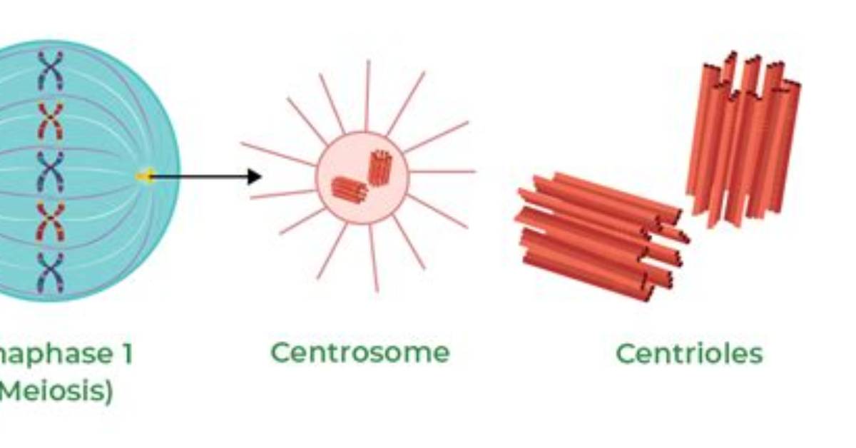 When Does Centrosome Replicate?