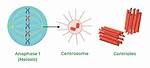 When Does Centrosome Replicate?