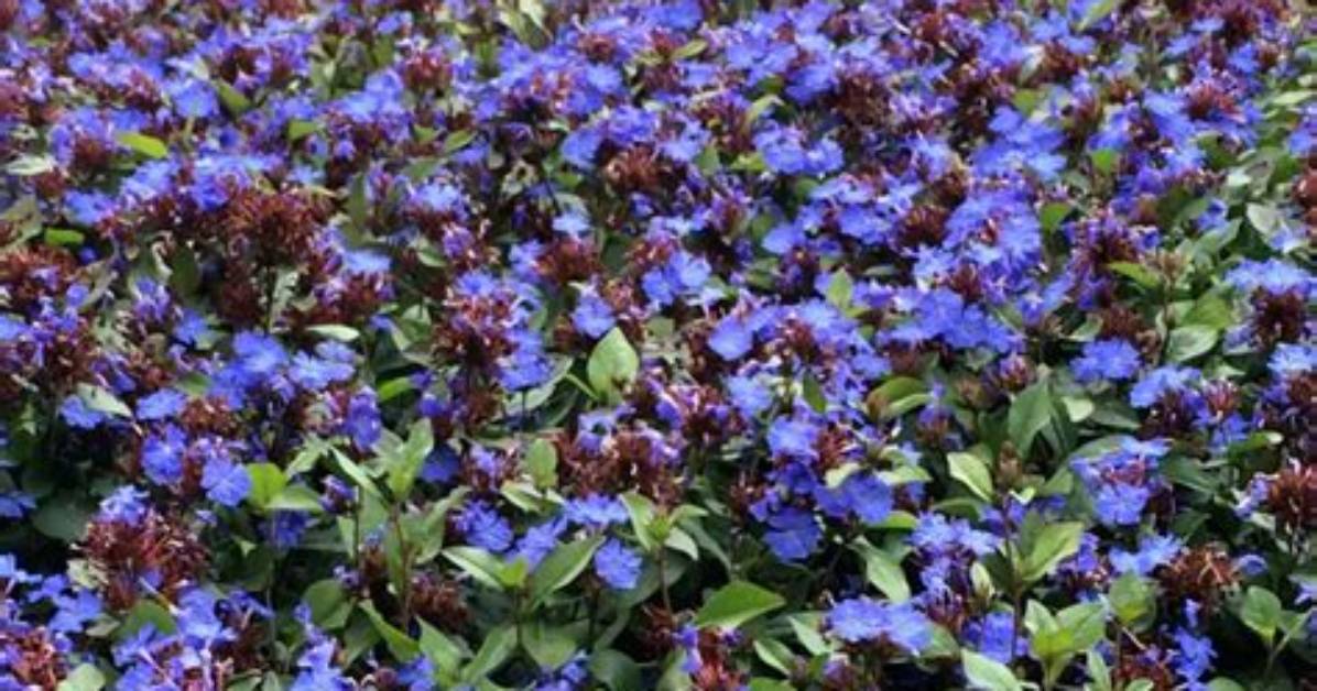 When Does Ceratostigma Flower?