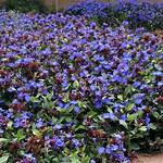 When Does Ceratostigma Flower?