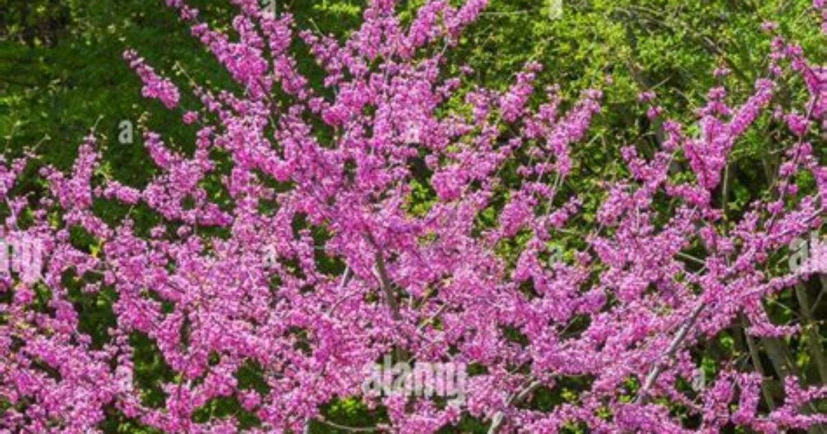 When Does Cercis Flower?