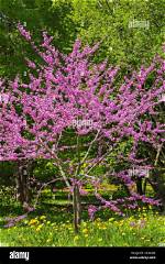 When Does Cercis Flower?