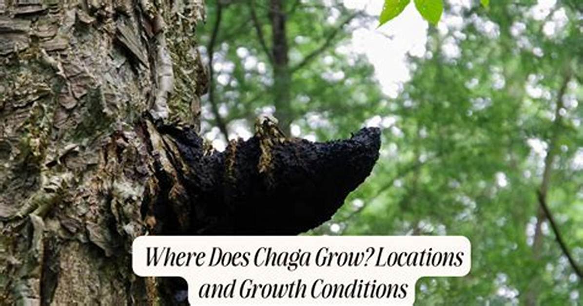 When Does Chaga Grow?