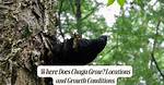 When Does Chaga Grow?