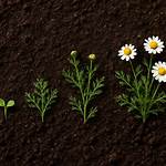When Does Chamomile Bloom?