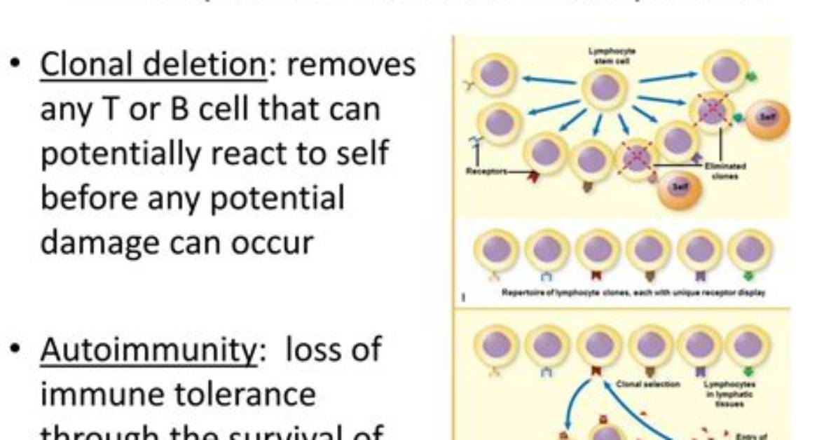 When Does Clonal Deletion Occur?