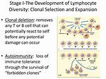When Does Clonal Deletion Occur?