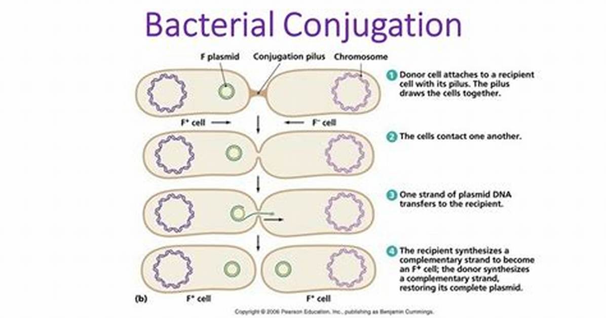 When Does Conjugation Occur?