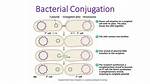 When Does Conjugation Occur?
