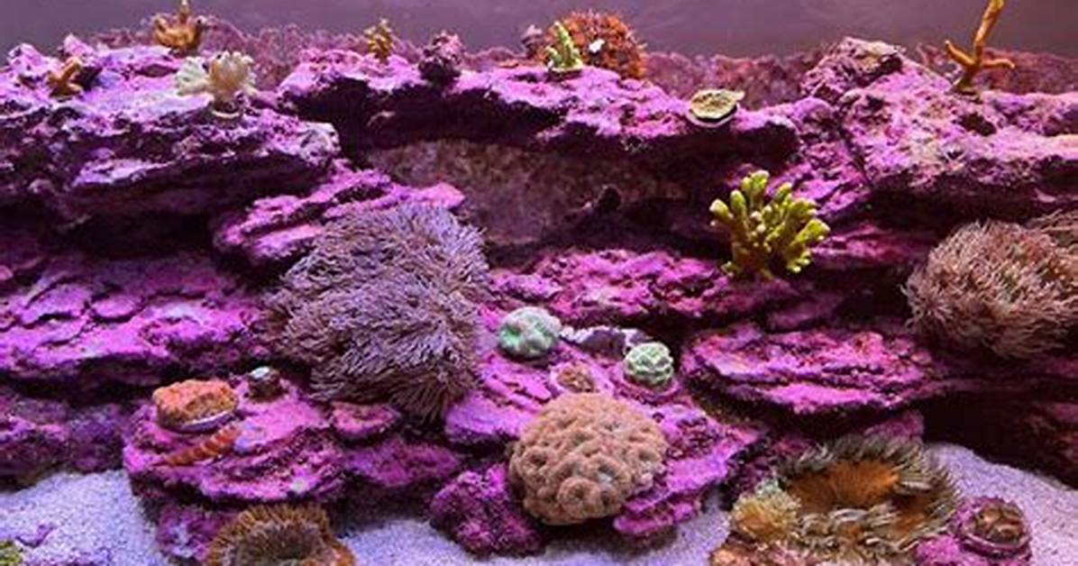 When Does Coralline Algae Grow?