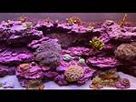 When Does Coralline Algae Grow?