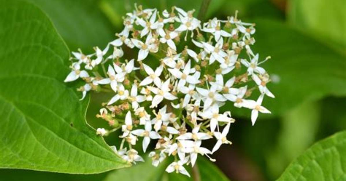 When Does Cornus Alba Flower?
