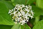 When Does Cornus Alba Flower?
