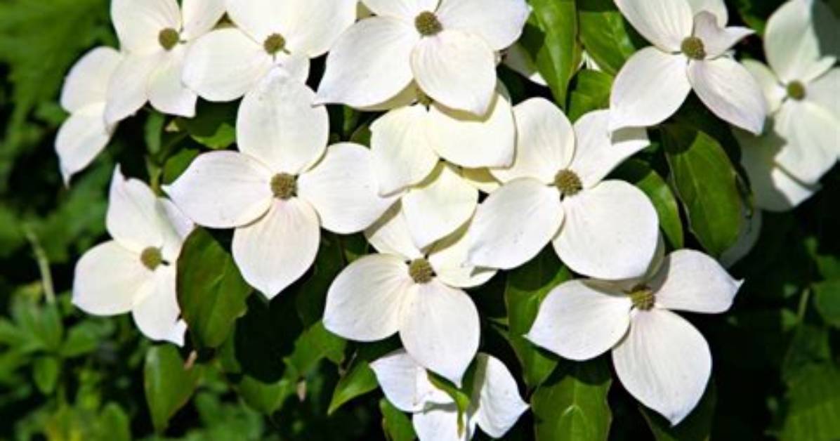 When Does Cornus Kousa Flower?