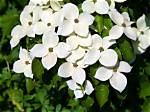 When Does Cornus Kousa Flower?