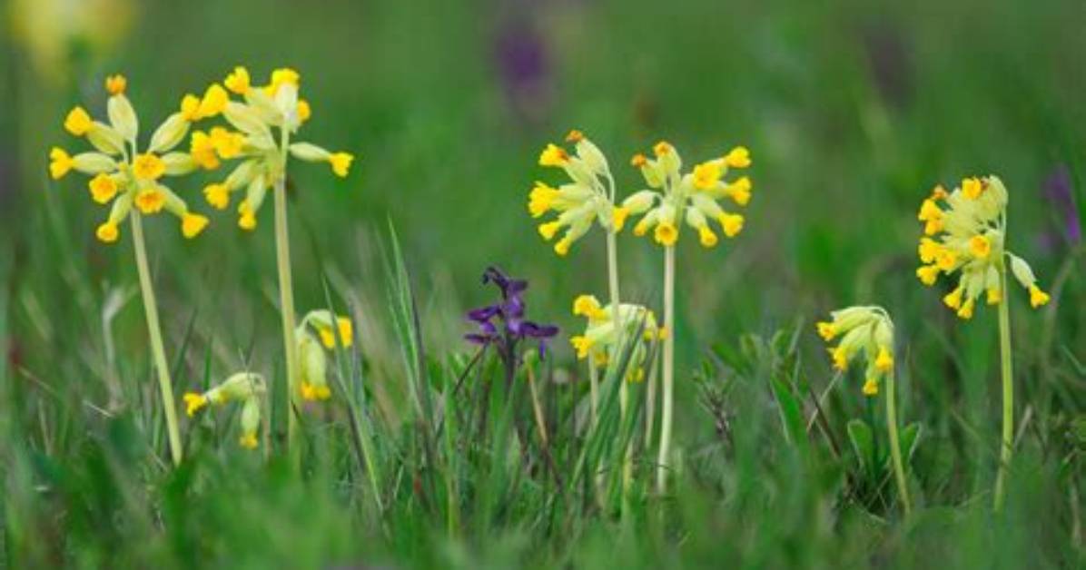 When Does Cowslip Flower?