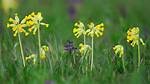 When Does Cowslip Flower?