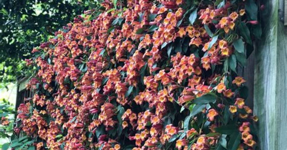 When Does Crossvine Bloom?