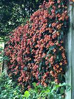 When Does Crossvine Bloom?