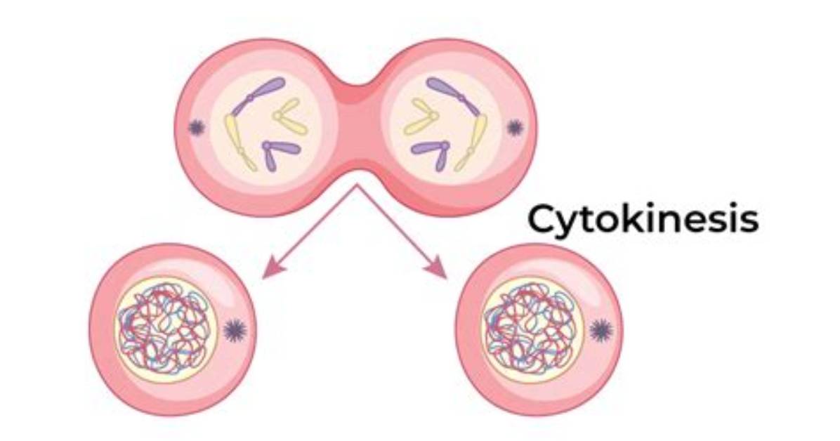 When Does Cytokinesis Start?