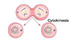 When Does Cytokinesis Start?