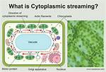 When Does Cytoplasmic Streaming Occur?
