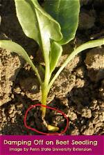 When Does Damping off Occur?