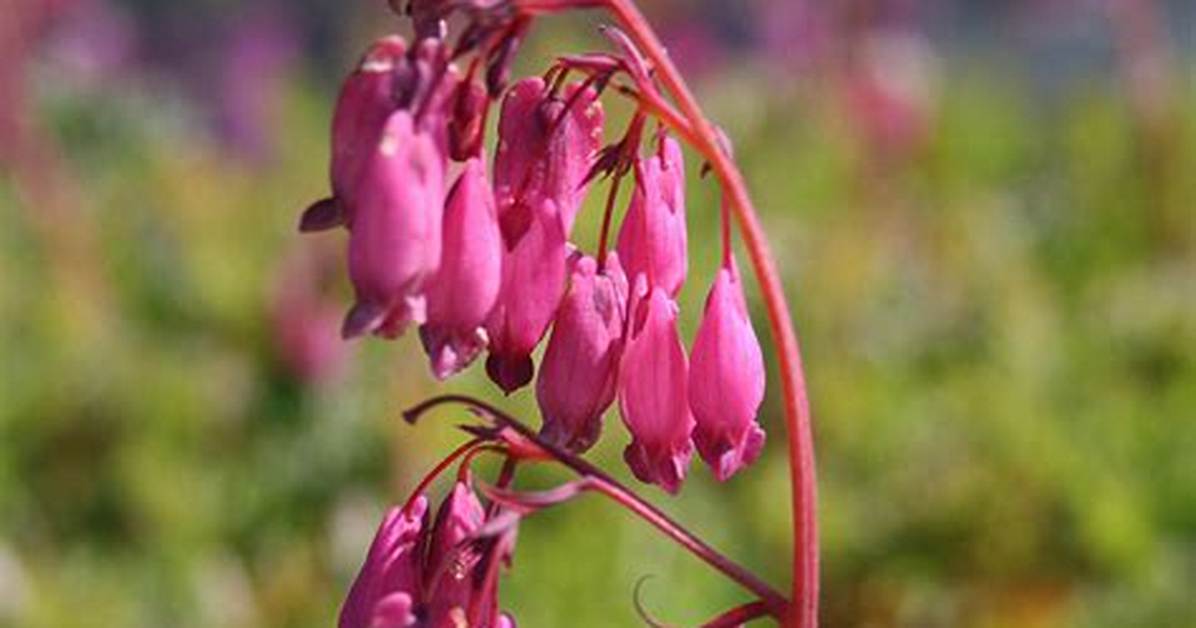 When Does Dicentra Bloom?