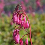When Does Dicentra Bloom?