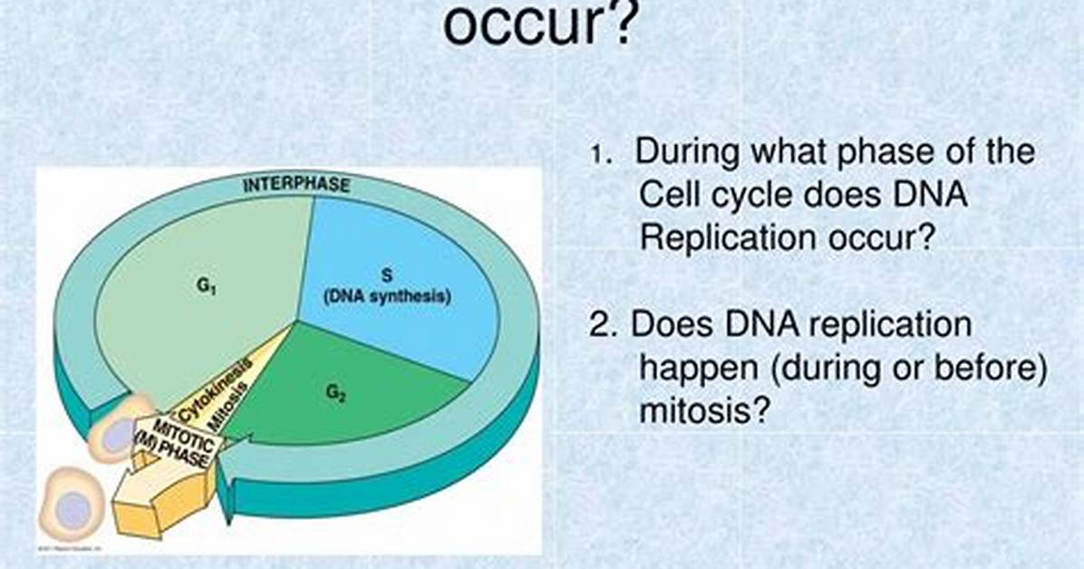 When Does Dna Replication Occur?