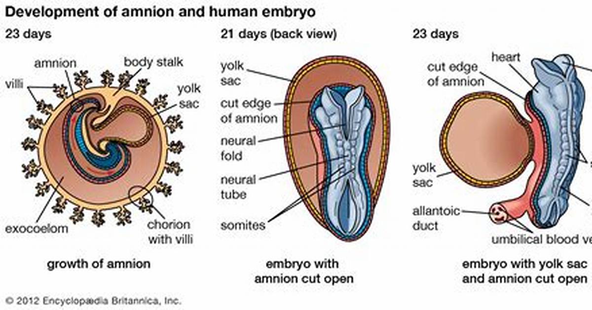 When Does Embryonic Sac Form?