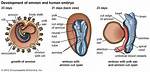 When Does Embryonic Sac Form?