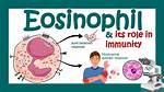 When Does Eosinophils Increase?