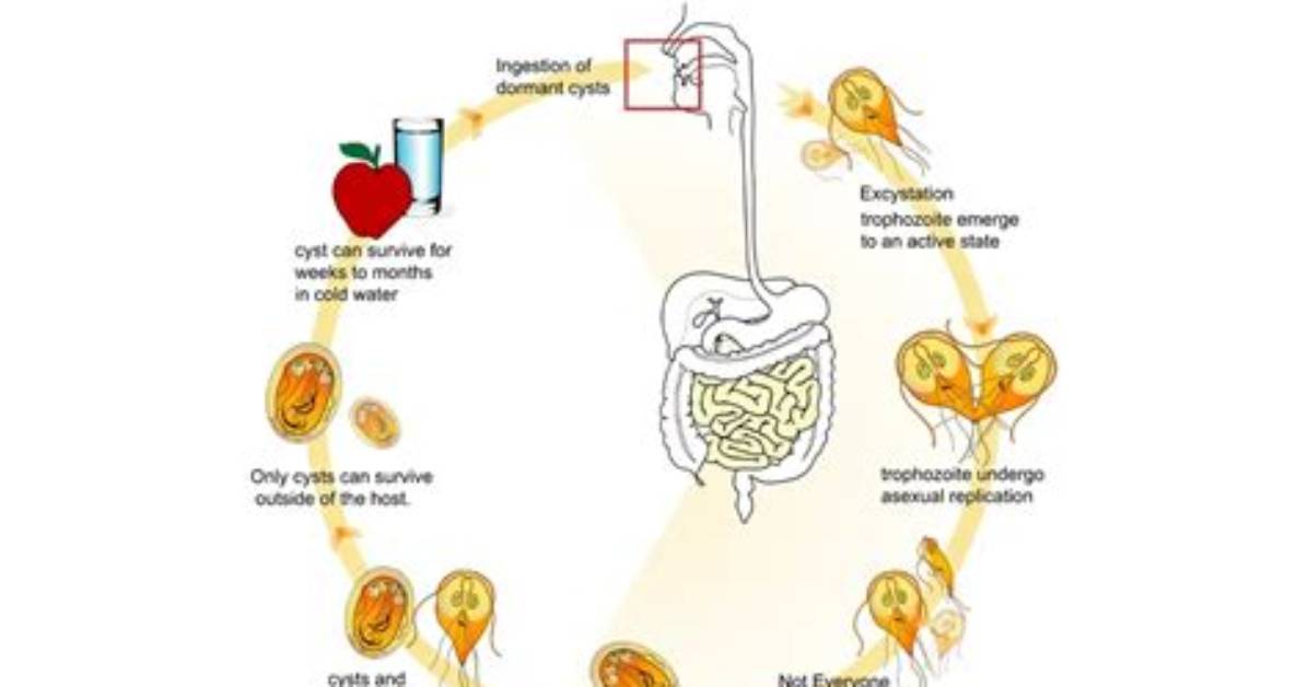When Does Excystation Occur?