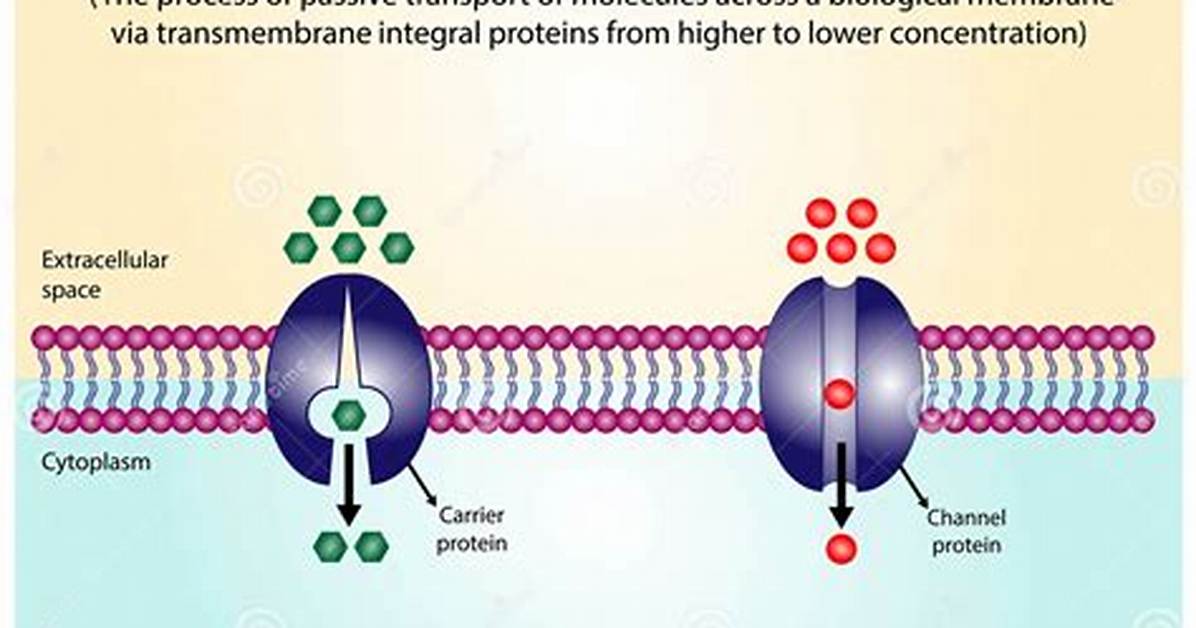 When Does Facilitated Diffusion Stop?