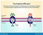 When Does Facilitated Diffusion Stop?