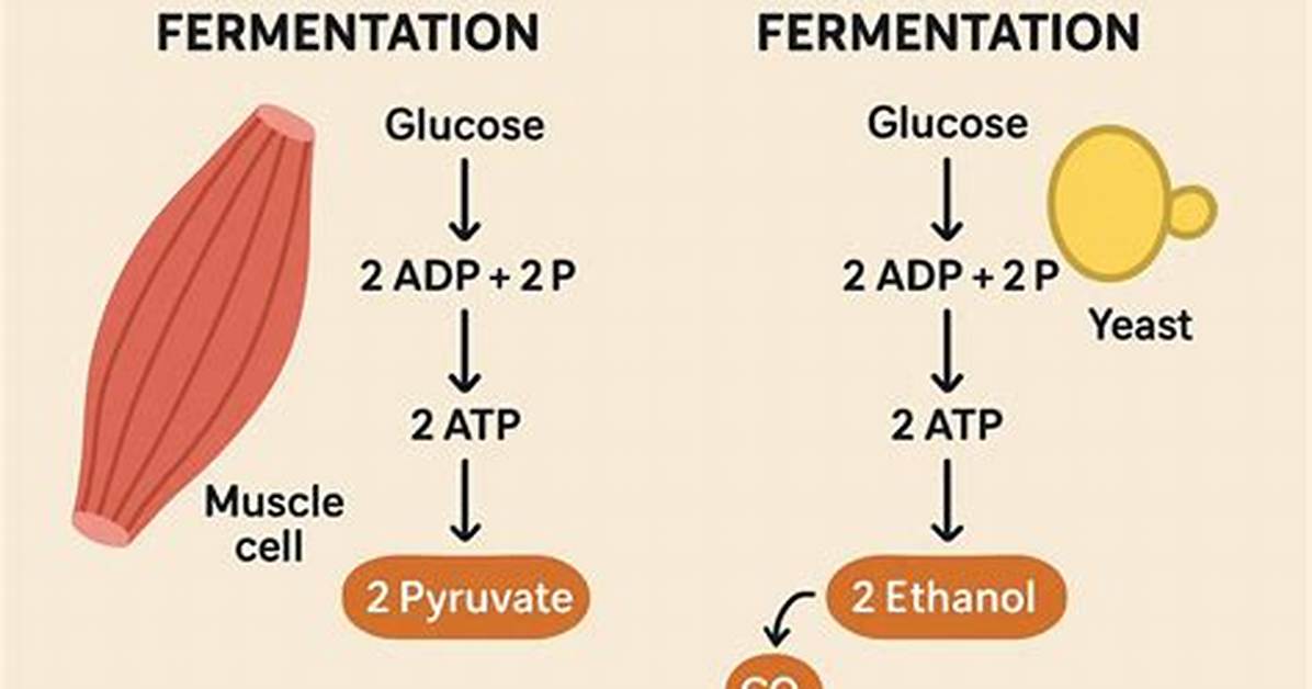 When Does Fermentation Occur